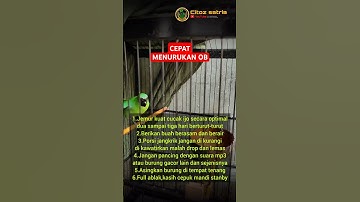 Cara cepat menurunan over birahi pada burung cucak ijo.. #shorts