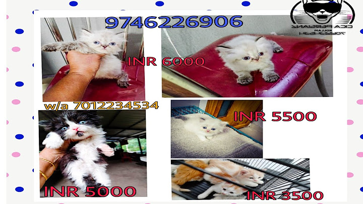 Video 2512401: persian himalayan female kitten, flame point himalayan persian, male persian himalayan, white female persian kitten, black white persian kitten, red persian kitten