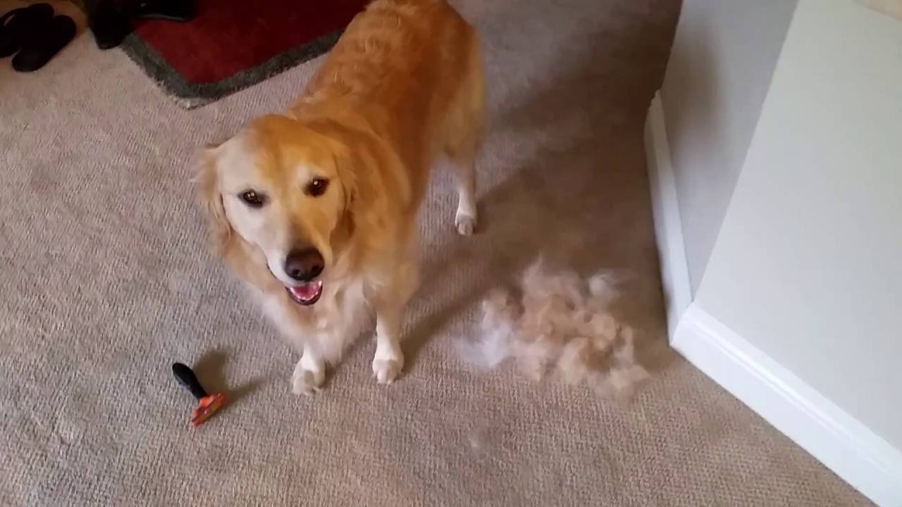 Golden Retriever & Furminator Brush - Tons of Hair!!! - Are You Sure ...