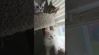 My Pretty Little Babies