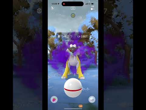 ポケモンGO シャドウライコウレイドデイ #ポケモンgo