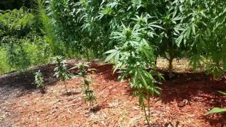 07 23 16 outdoor update