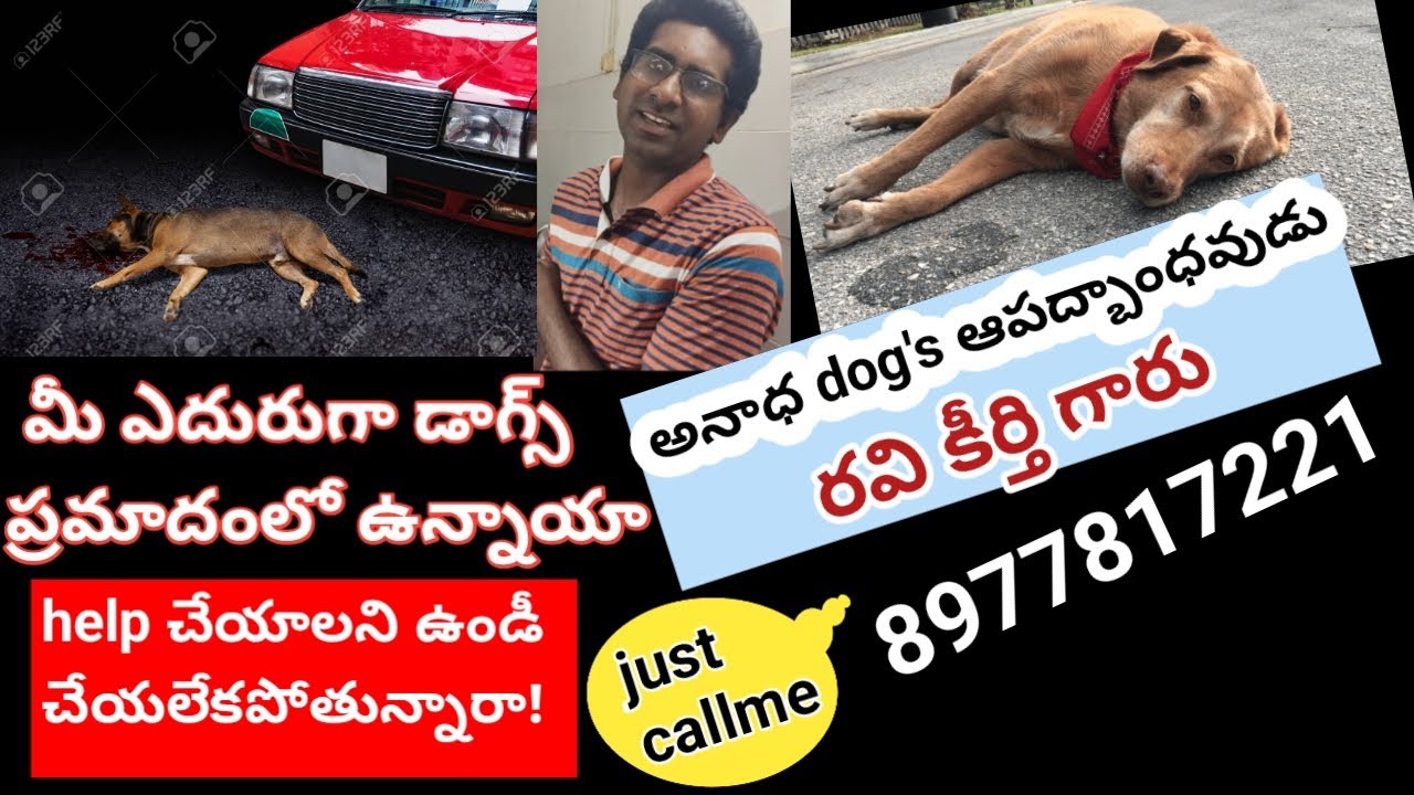 dog-rescue-team-8977817221-sangha-mitra-foundation-in-ap-dvr-pets