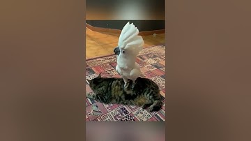 A talking parrot #cat #parrot #pets #smartparrots #funny #catvideo #catshorts #cuteparrot #adorable