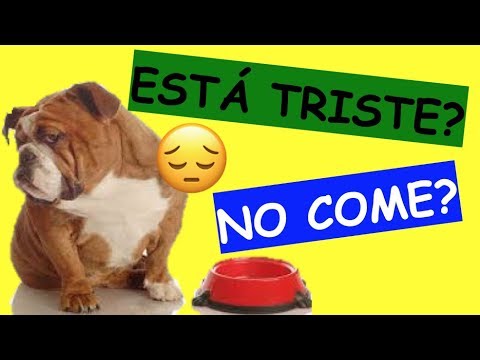 Video: Qué Darle De Comer A Un Perro Enfermo