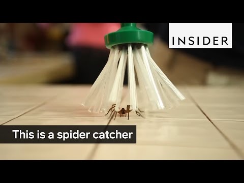 Attrape-araignée