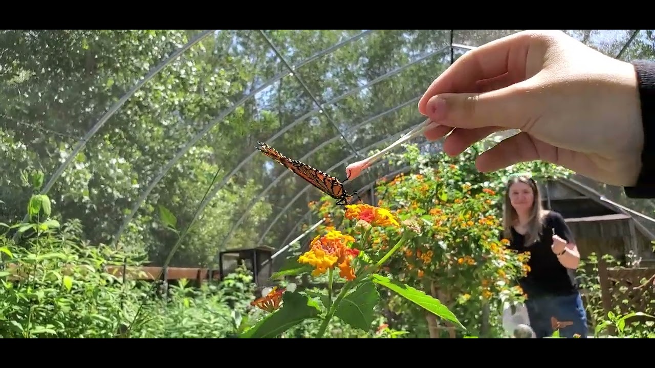 Butterfly Garden of Wisconsin YouTube