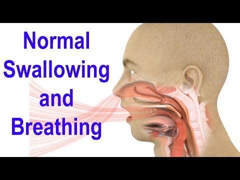 Normal Swallowing and Breathing Animation