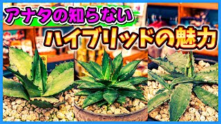 アガベ 　ハイブリット mqdefault.jpg