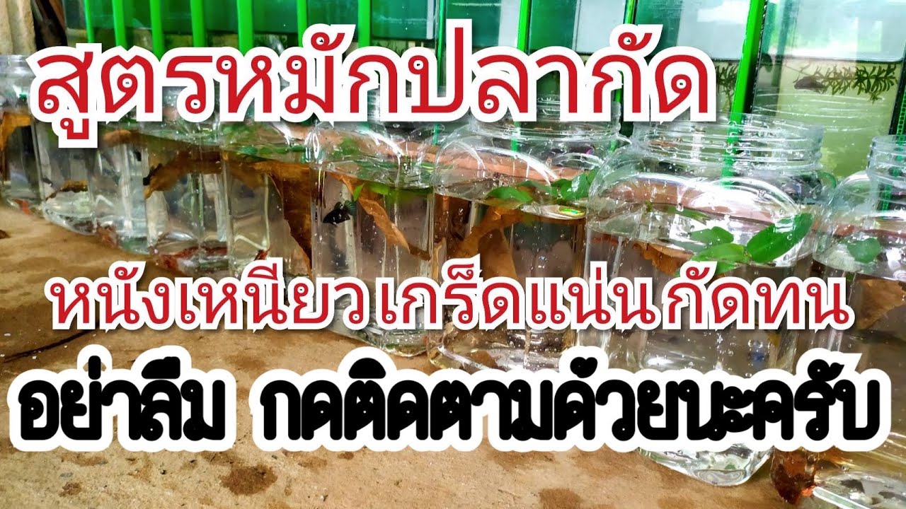 สูตรหมักปลากัด เกร็ดแน่น สวยๆ