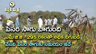 పెసర సాగుతో మంచి ఫలితాలు || Good Results in M.G.G - 295 Green gram farming || Karshaka Mitra