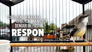 CIBLEK SEMI GACOR AMPUH UNTUK PANCINGAN CIBLEK BAHAN DAN MASTERAN CIBLEK MACET SEKETIKA NYAUT