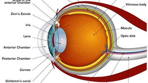 Class 10 - Science - HUMAN EYE AND COLORFUL WORLD (Lesson 2)