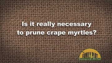 Q&A - Is It Necessary To Prune Crape Myrtles?