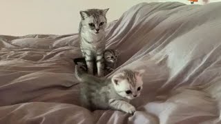 Kucing Kecil  Bikin Gemes   Lucu dan Bermain by Cats Kittens 868 views 3 years ago 11 minutes, 53 seconds