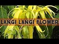 Langi Langi Flower Nostalgic Flower