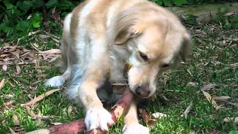 Annie dines on bamboo, 5-8-11