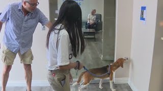 Beagles rescued from breeding facility get adopted