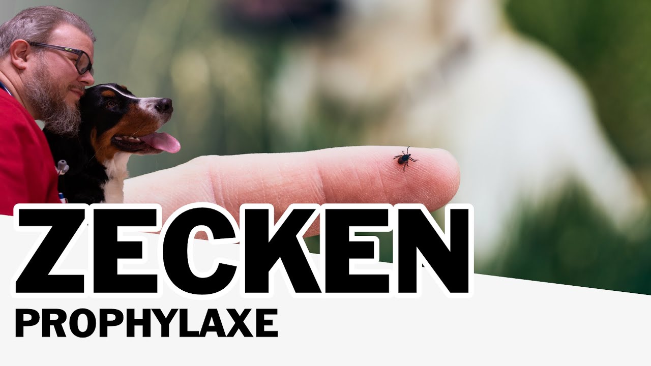 Zeckenprophylaxe bei Hund und Katze