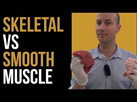 Skeletal Muscle vs Smooth Muscle