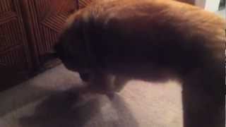 Dog Scratching Carpet