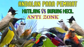 Suara Pikat Andalan Para Pemikat Kubilang Vs Burung Kecil Anti Zonk