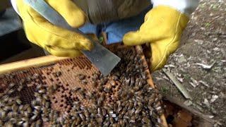 Why buy queens when you can get your own bees to make them? Getting bees to make emergency cells. by Jeff Horchoff Bees 29,302 views 1 month ago 38 minutes