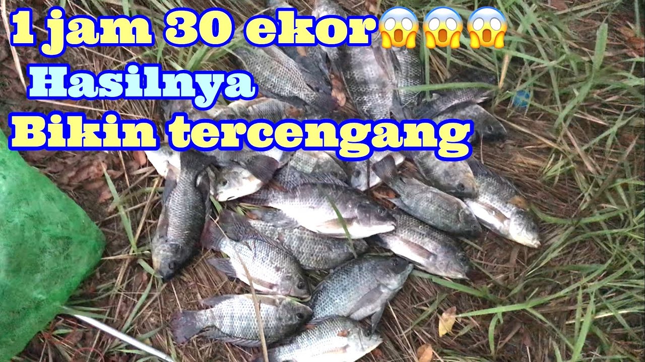 Umpan Jitu, mancing ikan nila liar