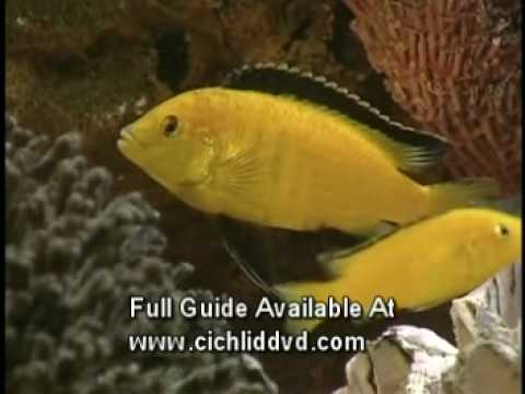 African Cichlids Fish Selection Advice For Home Aquarium