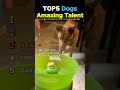 TOP5 Dogs Amazing Talent