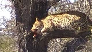 Leopard in South Africa in 2011