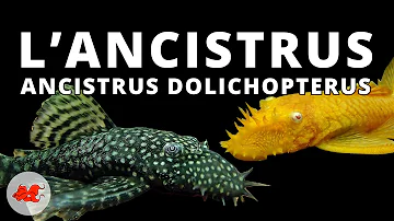 Quel poisson mettre avec des ancistrus ?