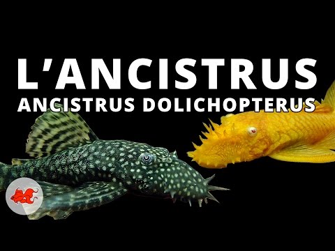 Vidéo: Quel genre de poisson mangera des algues dans les étangs ?