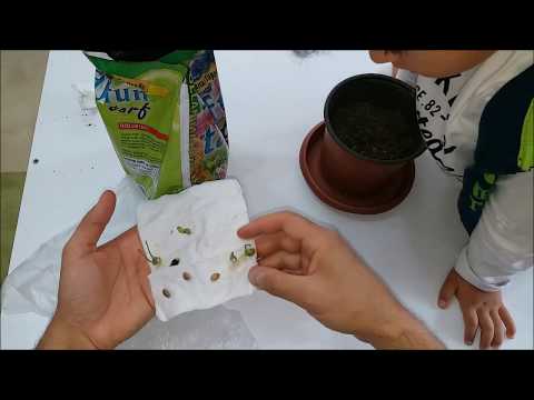 Video: Portakal Tohumları Nasıl Tohumlanır: 11 Adım (Resimlerle)