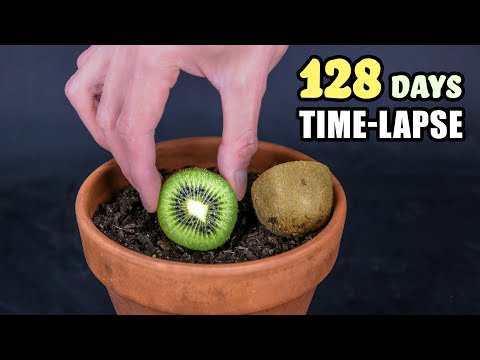 Growing Kiwi Plant From Seed (128 Days Time Lapse)