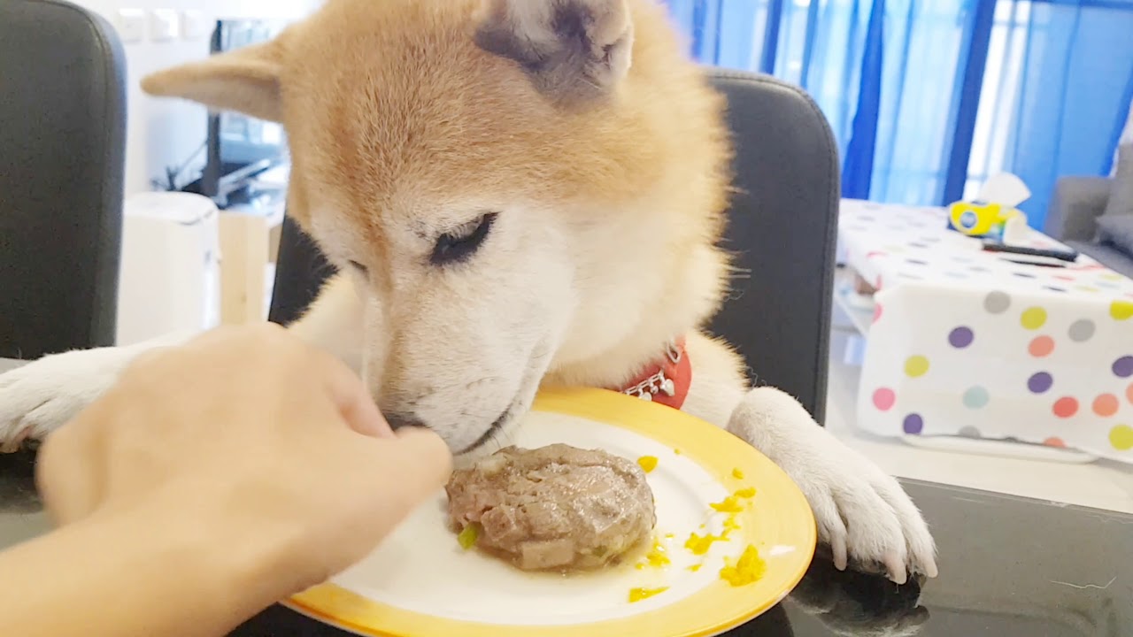 柴犬Q將、Pu將精彩美食秀 - YouTube