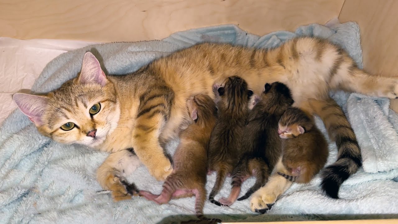 НЕВЕРОЯТНО МИЛЫЕ КОТЯТА БАРХАННОЙ КОШКИ ЗЛАТЫ / Рысь прячется от спрея ...