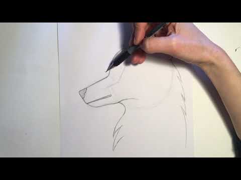 Vidéo: Comment Dessiner Un Visage De Loup