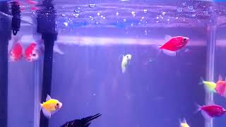 Vlog Review Akuarium Dengan Filter Bawah Kaca Transparan