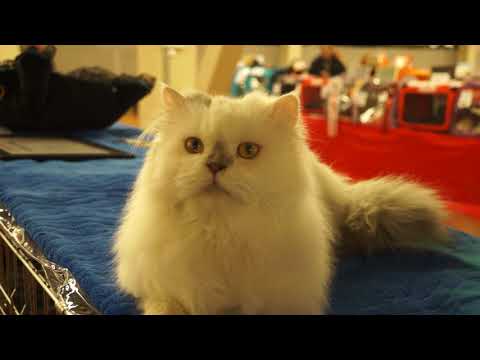 Video: Laikyti Persų Katę