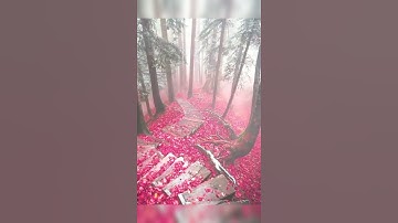 تلاوة خاشعة ومؤثرة تريح القلب سورة القلم #قران_كريم #قرآن #محمود_الحسنات