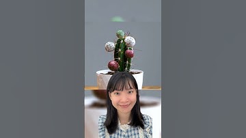 Cây Xương Rồng Có Thể Mọc Thanh Long Thật Sao??? #shorts #chiuc #chiuctv