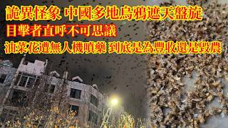 詭異怪象，中國多地烏鴉遮天盤旋，目擊者直呼不可思議！油菜花遭無人機噴藥，到底是為豐收還是毀農#先兆#異象#農業