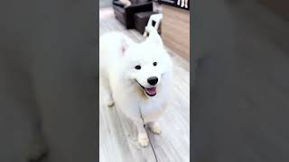 Show dog Samoyed Singapore by Pawfessional Pet Care 67 views 3 months ago 1 minute, 27 seconds