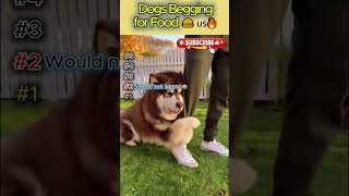 Dogs Getting Scared 😱🐶 | Hilarious  Dog Scare Reactions You Must See! 🇺🇸🔥  #epicpaws #cat  #pets