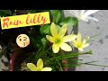 Rain lilly plant care and seeds harvesting  nature desires