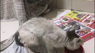 Arabian Mau Before and After | Happy The Arabian Mau #straycats