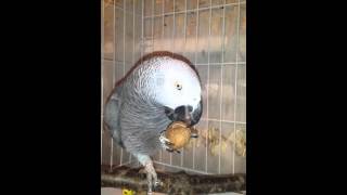 Африканский Попугай Жако Цезарь кушает орех🐦😍 Африканский Попугай Жако Цезарь кушает орех🐦😍