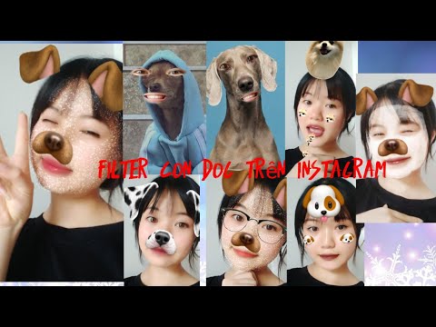 Cách lấy filter con dog trên Instagram# Cách tìm filter đẹp trên ...