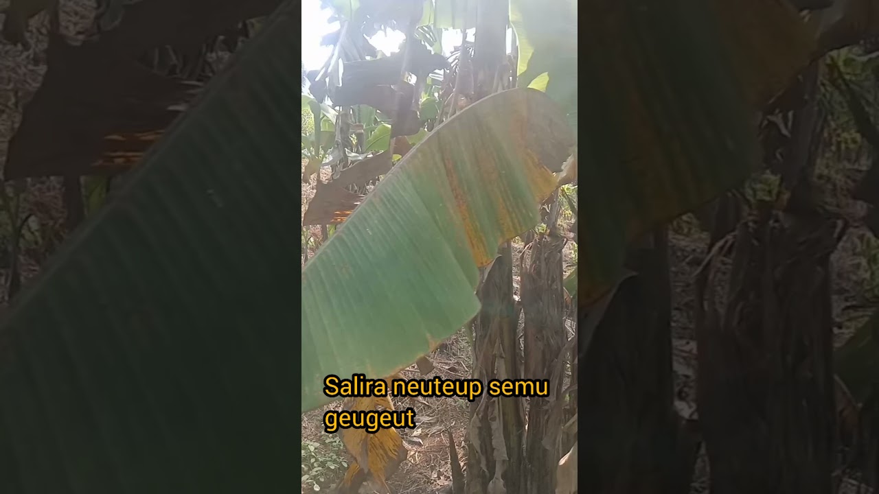 Gapura Cinta (Rita Tila) cover Nanih LIRIK
